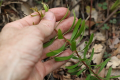 Persoonia sericea