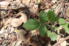 Kennedia rubicunda