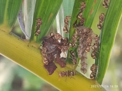 Ropalidia variegata