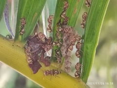 Ropalidia variegata