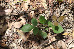 Kennedia rubicunda