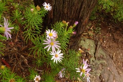 Olearia tenuifolia