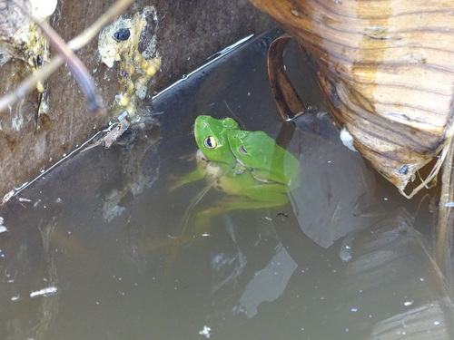 Nantou Flying Frog, Zhangixalus moltrechti