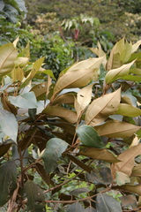Miconia herrerae