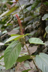 Acalypha stricta