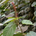 Acalypha stricta
