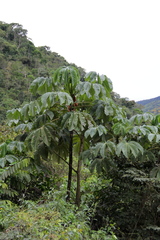 Cecropia strigosa