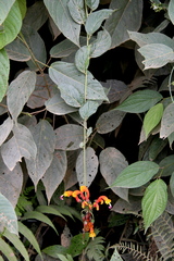 Centropogon granulosus