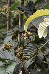 Condaminea corymbosa