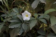 Distimake macrocalyx