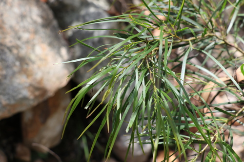 Image of Acacia acrionastes by (c) Greg Tasney, some rights reserved (CC BY-SA)