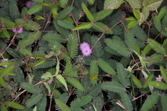 Mimosa polycarpa