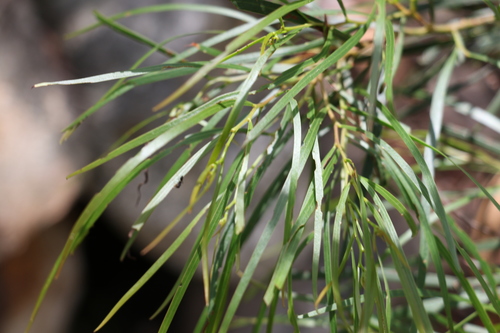 Image of Acacia acrionastes by (c) Greg Tasney, some rights reserved (CC BY-SA)