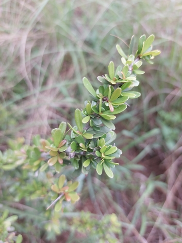 Gymnosporia polyacantha (Gymnosporia polyacantha)