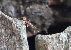 Oecophylla smaragdina