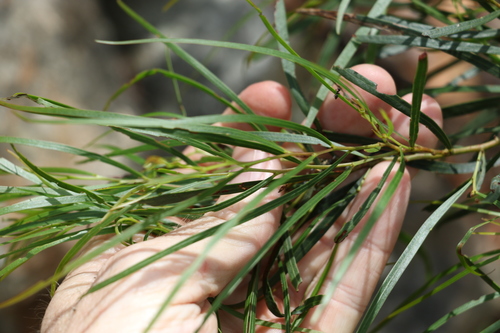 Image of Acacia acrionastes by (c) Greg Tasney, some rights reserved (CC BY-SA)