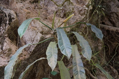 Philodendron heterophyllum