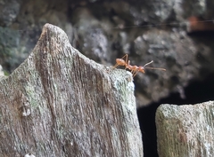 Oecophylla smaragdina