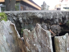 Oecophylla smaragdina