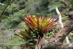 Tillandsia tovarensis