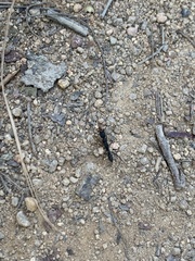 Harpegnathos venator