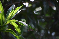 Hasora chromus chromus