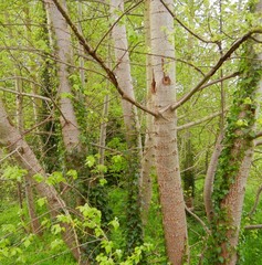 Populus × canescens