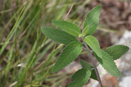 Image of Coleus alloplectus by (c) Greg Tasney, some rights reserved (CC BY-SA)