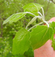 Populus × canescens