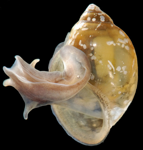 Acute Bladder Snail