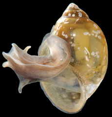 Caracol de vejiga afilada