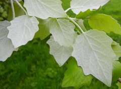 Populus × canescens