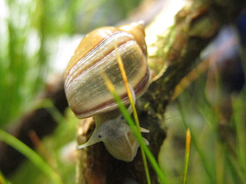 Acute Bladder Snail