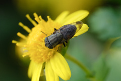 Stomorhina obsoleta
