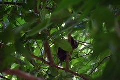 Otus lempiji
