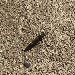 Hermetia illucens