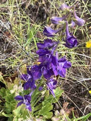 Delphinium uliginosum