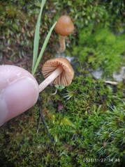 Fungi