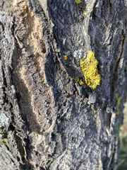 Xanthoria parietina