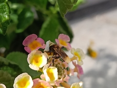 Geniotrigona thoracica