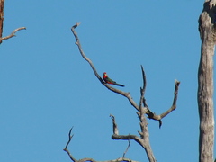 Platycercus icterotis icterotis