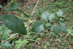 Alchornea ilicifolia
