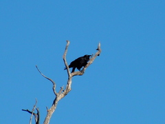 Corvus coronoides perplexus