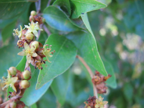 Cleistanthus dallachyanus observed 2007-09-22