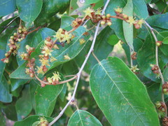 Cleistanthus dallachyanus