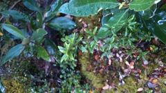 Coprosma pseudocuneata