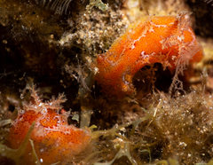 Plocamopherus maderae
