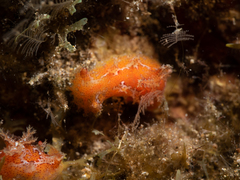 Plocamopherus maderae