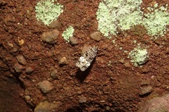 Scoparia exhibitalis