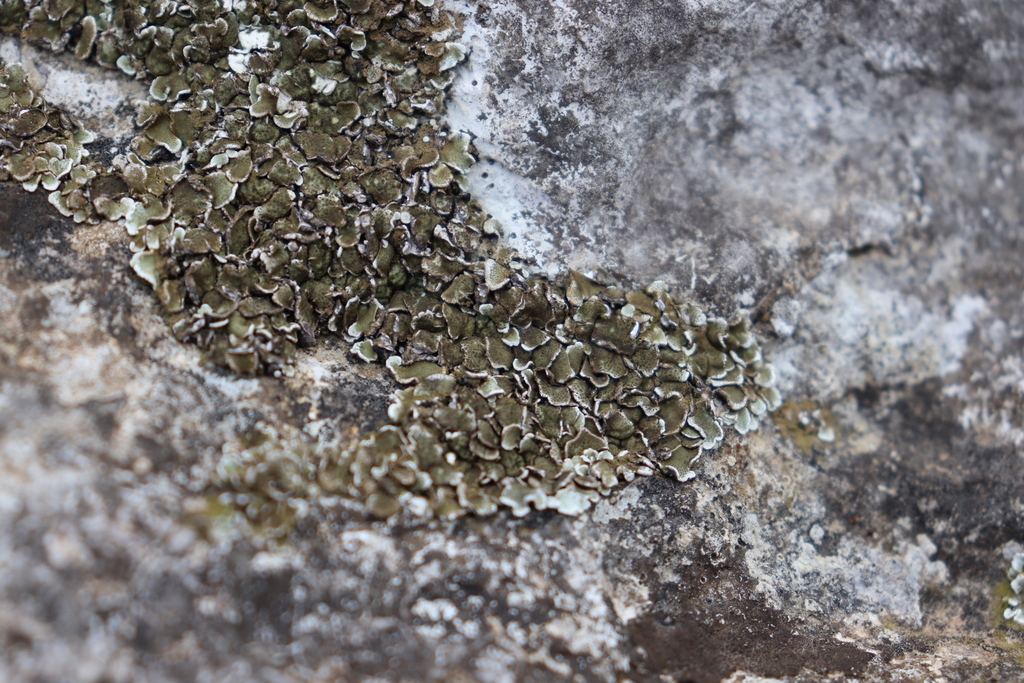 Squamarina concrescens